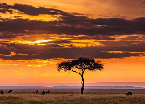 africa seafrigo