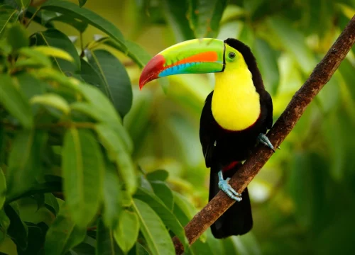 Pays Costa Rica Seafrigo 01
