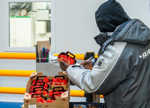 Gestion d'entrepôt Seafrigo
