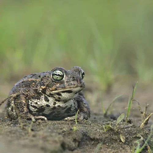 Crapaud calamite
